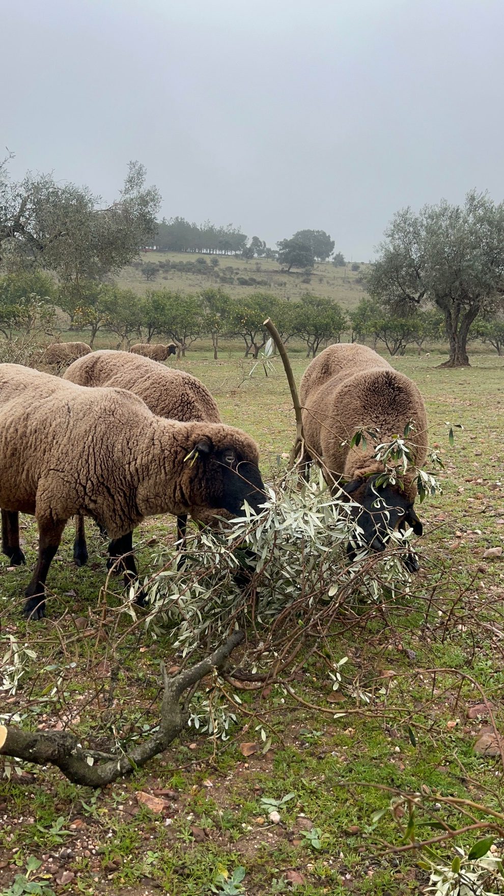 Ovejas Merino Negro pastando entre olivos en finca con manejo holístico