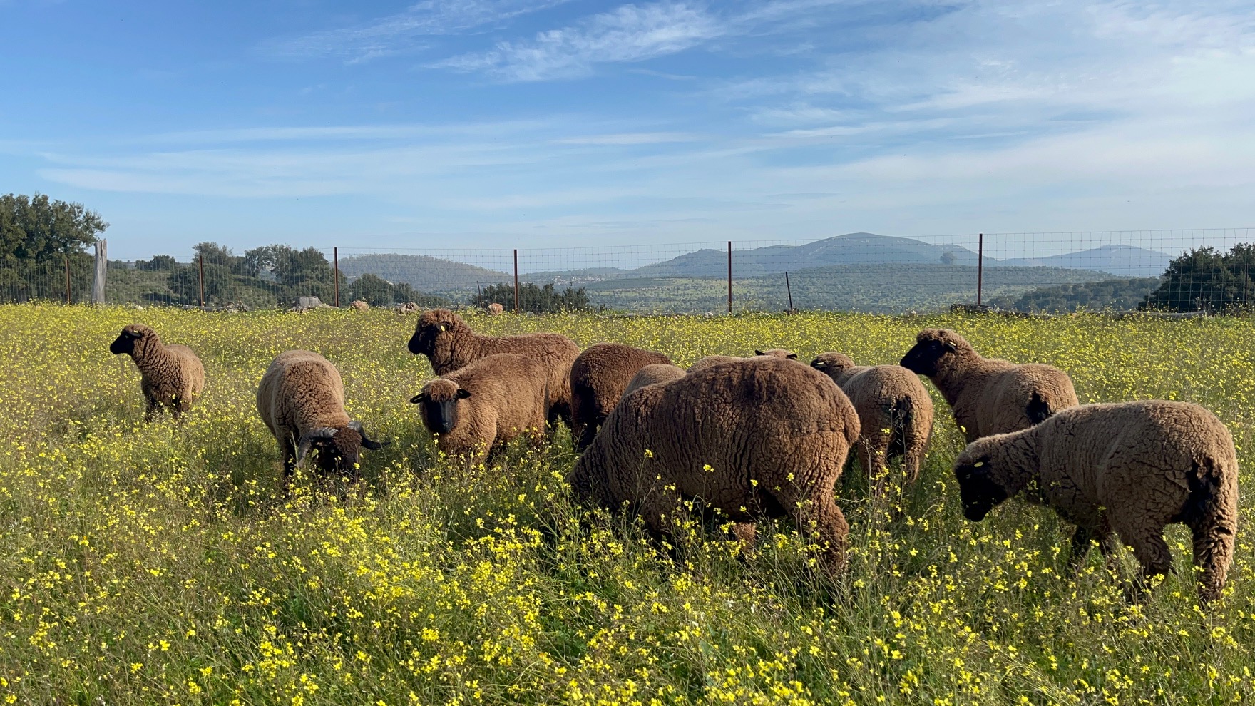 Rebaño de ovejas Merino Negro en finca La Galga
