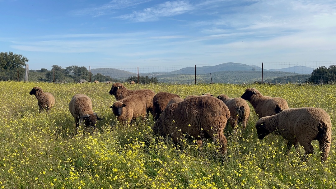 Ovejas de raza Merino Negro pastando junto al olivar